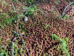 Sphagnum magellanicum