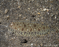 Liachirus melanospilos