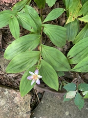 Tricyrtis