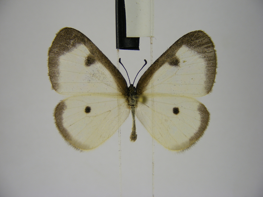 Ornipholidotos amieti