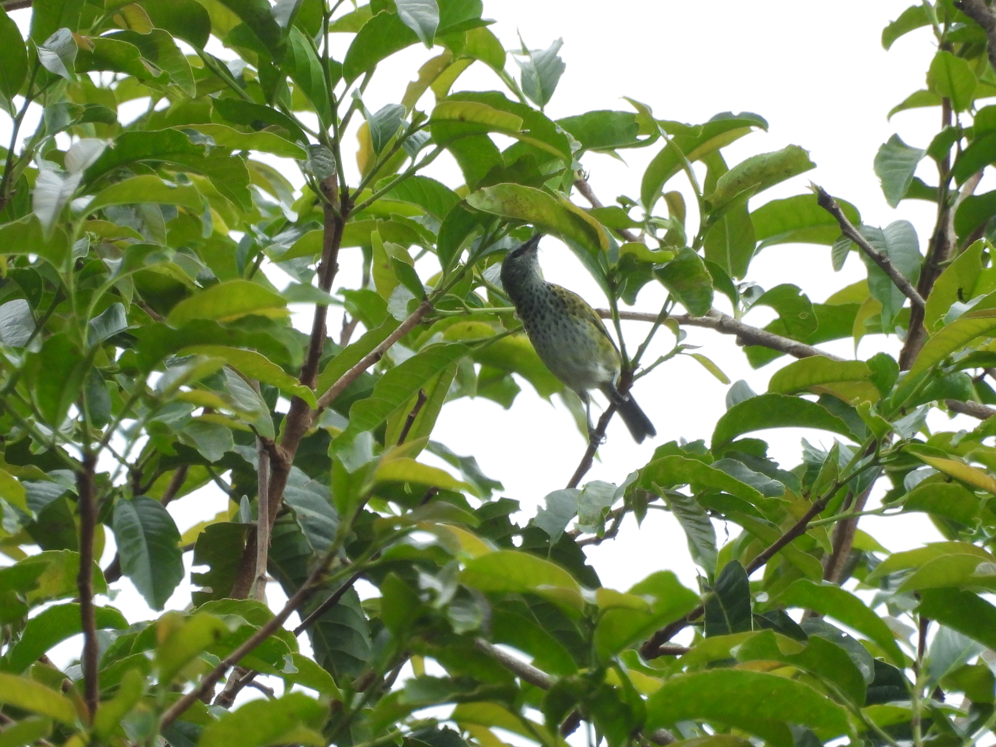 Spotted Tanager (Ixothraupis punctata), photo 3