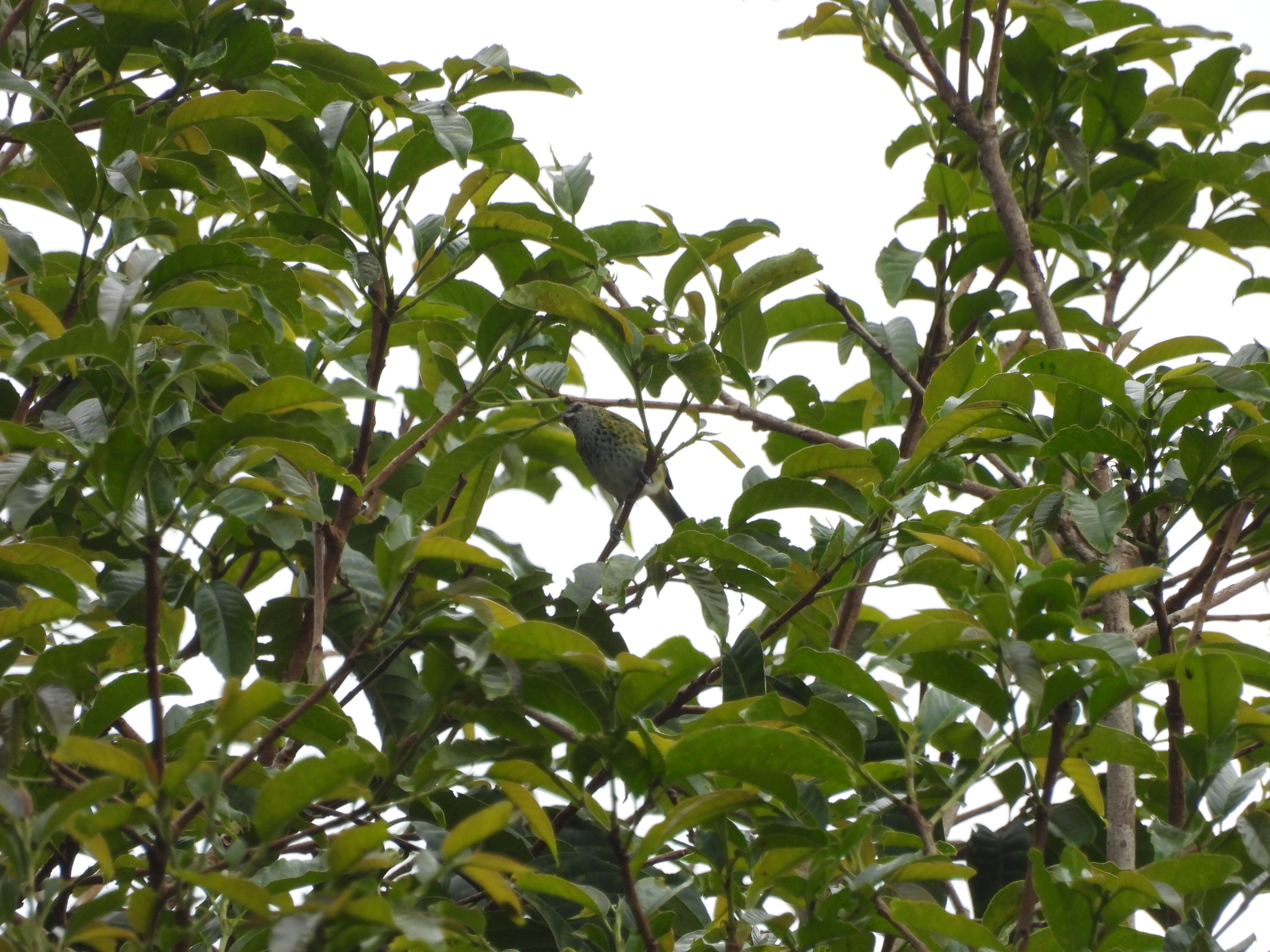Spotted Tanager (Ixothraupis punctata), photo 4