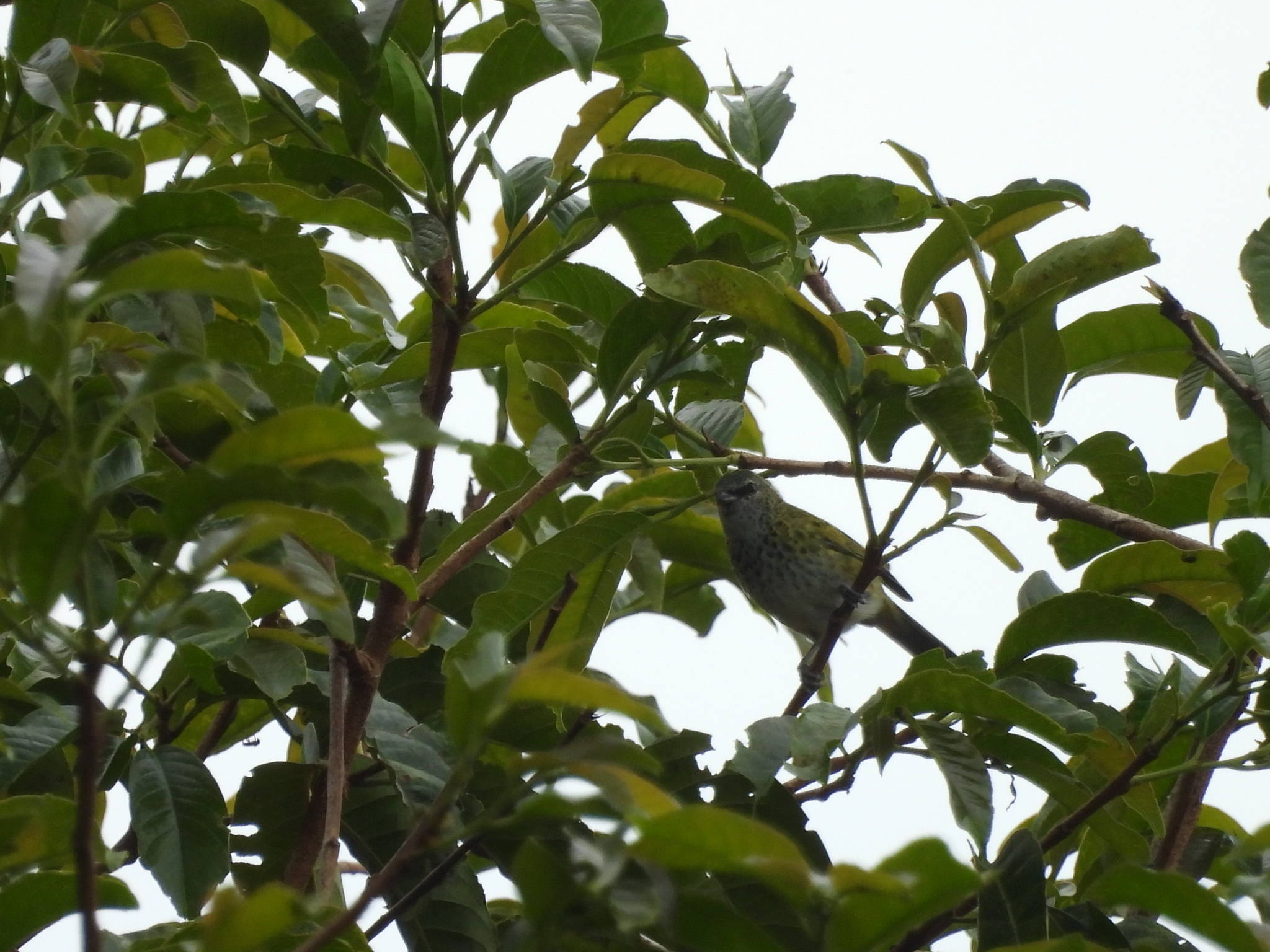 Spotted Tanager (Ixothraupis punctata), photo 2