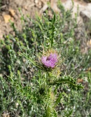 Cirsium eatonii