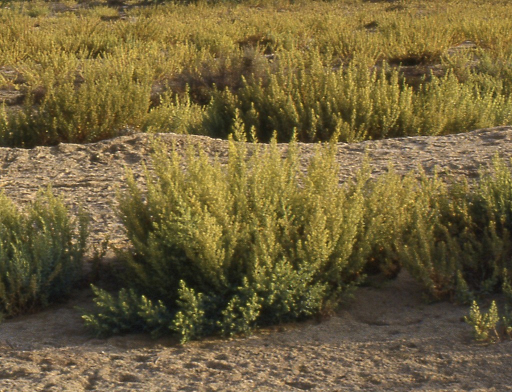 Bienertieae