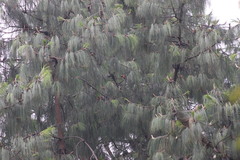 Conirostrum rufum