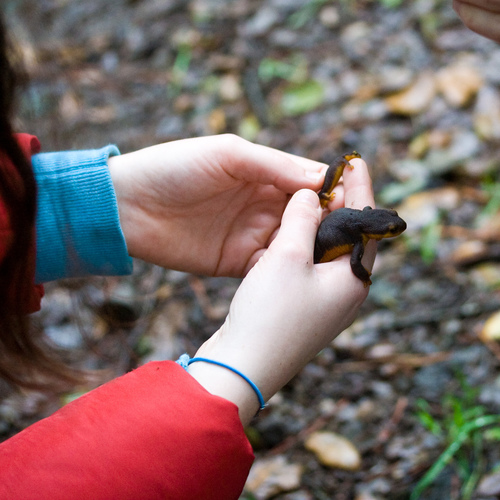 California Newt, Taricha torosa