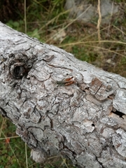 Chorthippus cialancensis