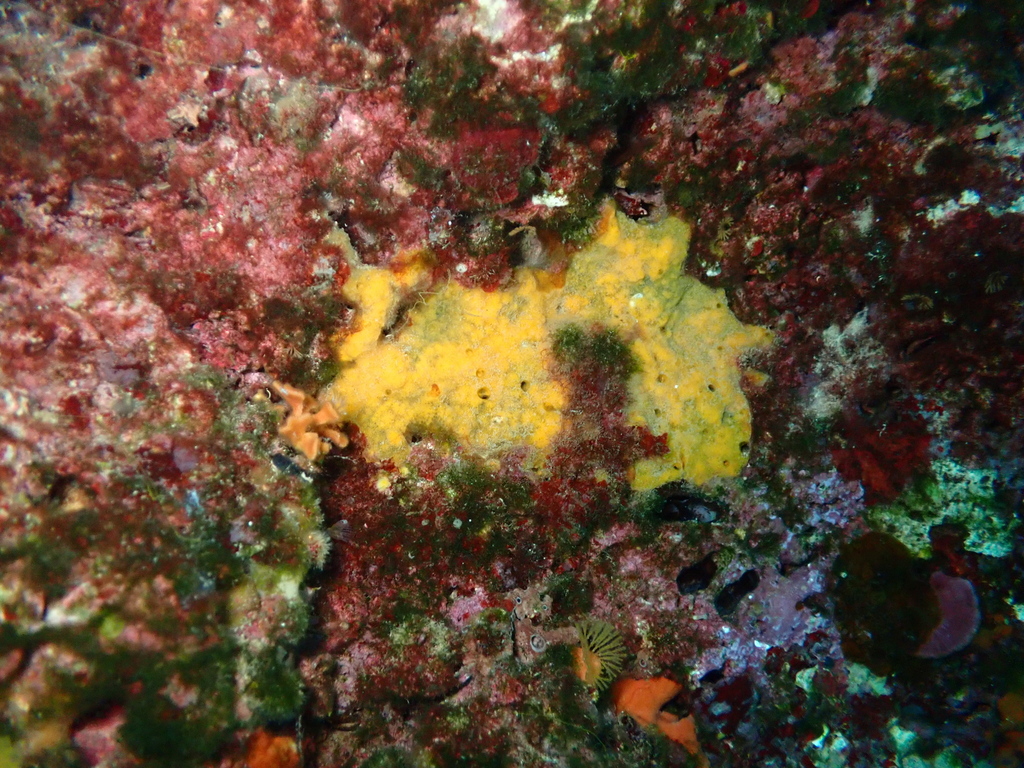 Clathria compressa