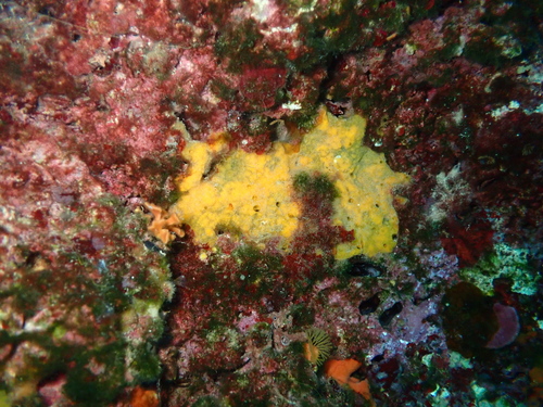 Clathria compressa