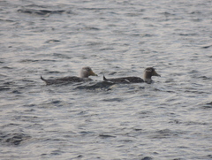 Tachyeres leucocephalus