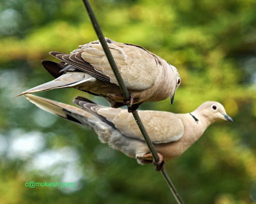 Eurasian Collared-Dove