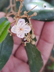 Morisonia odoratissima