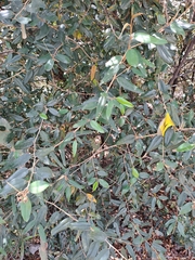 Morisonia odoratissima, photograph keesgroenendijk, CC BY, iNaturalist via GBIF