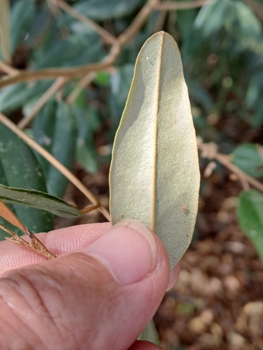 Morisonia odoratissima, photograph 2