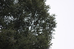 Conirostrum rufum