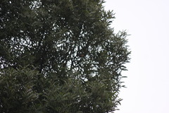 Conirostrum rufum