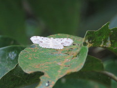 Calletaera subexpressa