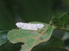 Calletaera subexpressa