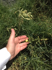 Solanum lycopersicum
