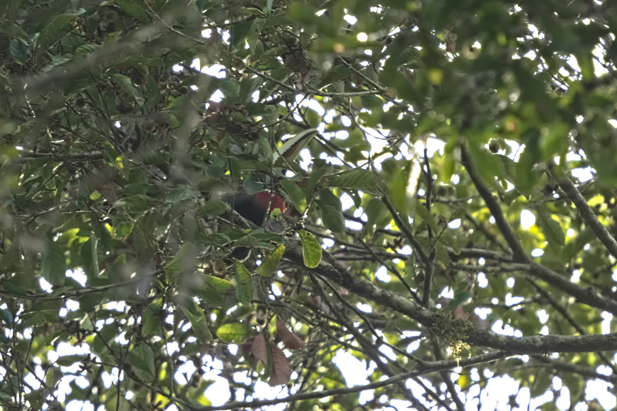 Ivory-billed Aracari (Pteroglossus azara), photo 10