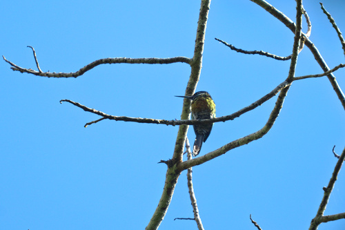 Purplish Jacamar (Galbula chalcothorax), photo 8