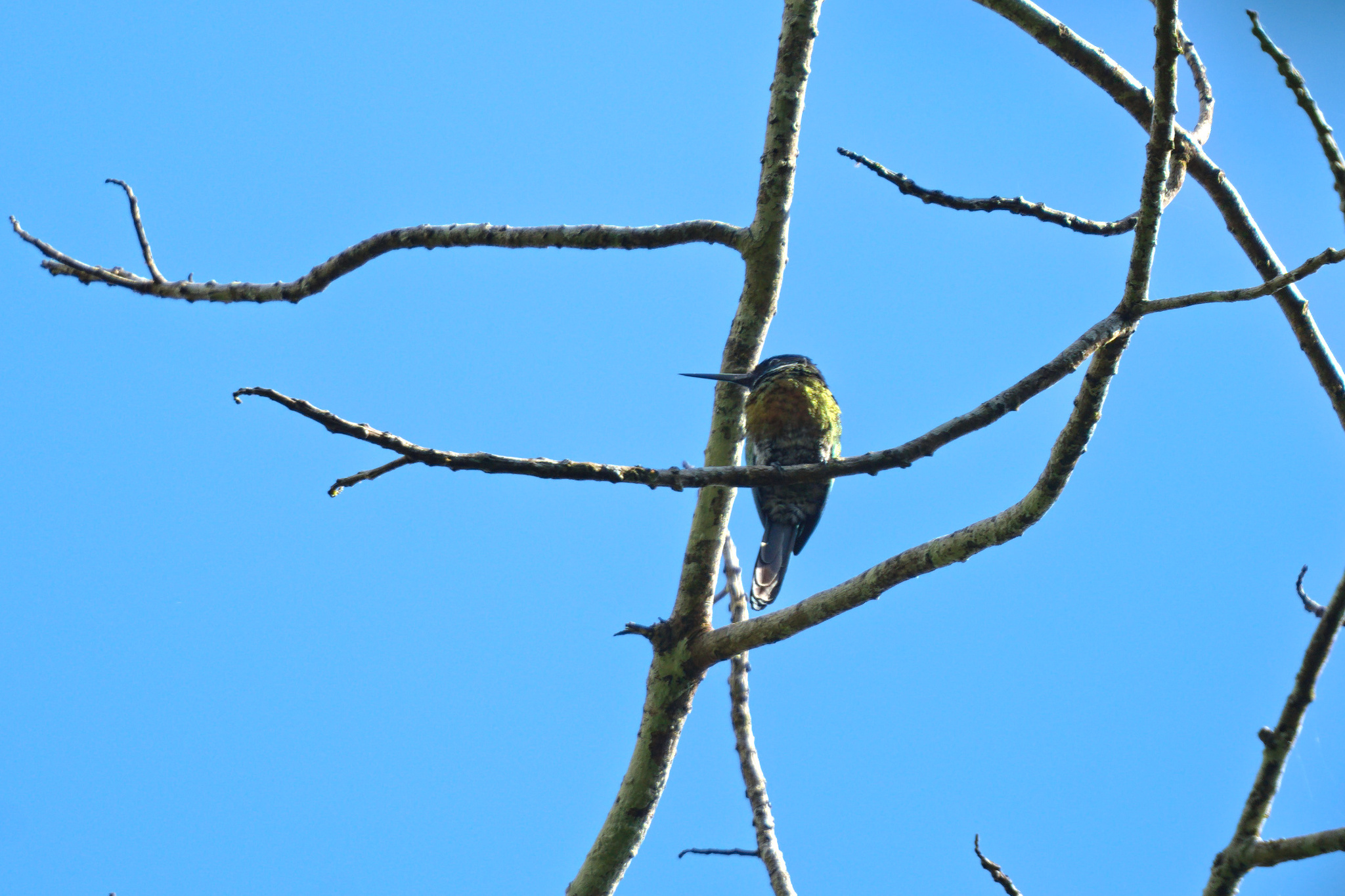 Purplish Jacamar (Galbula chalcothorax), photo 1