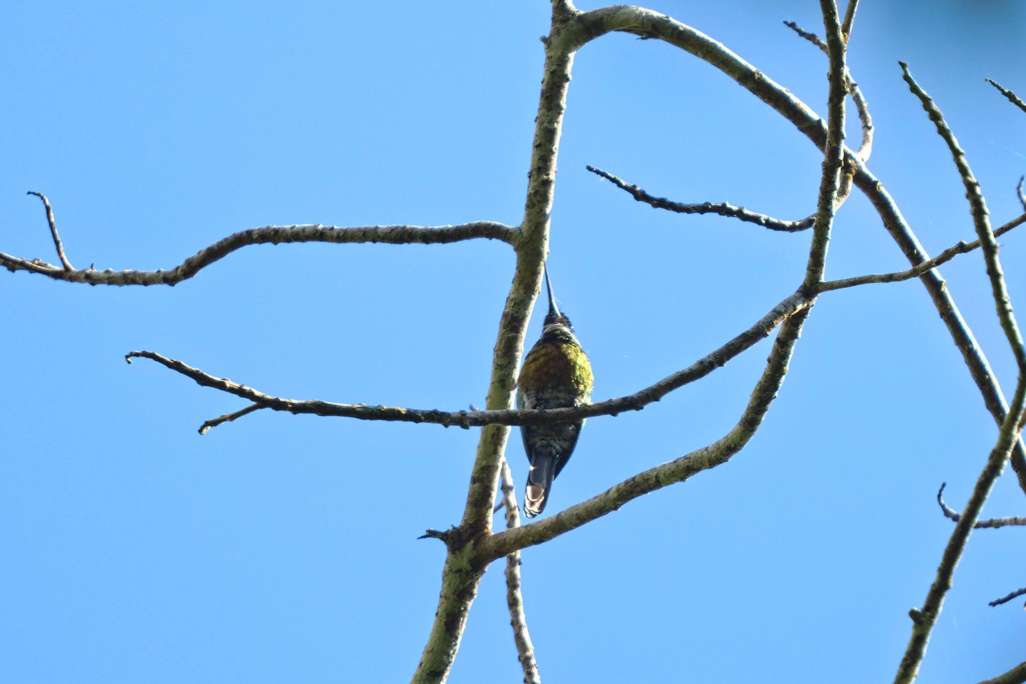 Purplish Jacamar (Galbula chalcothorax), photo 2