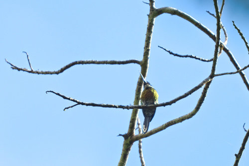 Purplish Jacamar (Galbula chalcothorax), photo 5
