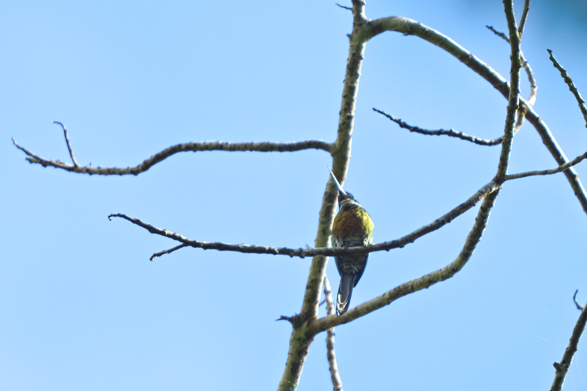 Purplish Jacamar (Galbula chalcothorax), photo 3