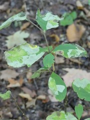 Leucanthiza dircella