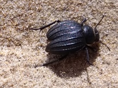 Pimelia bipunctata