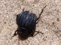 Pimelia bipunctata