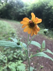 Tithonia rotundifolia