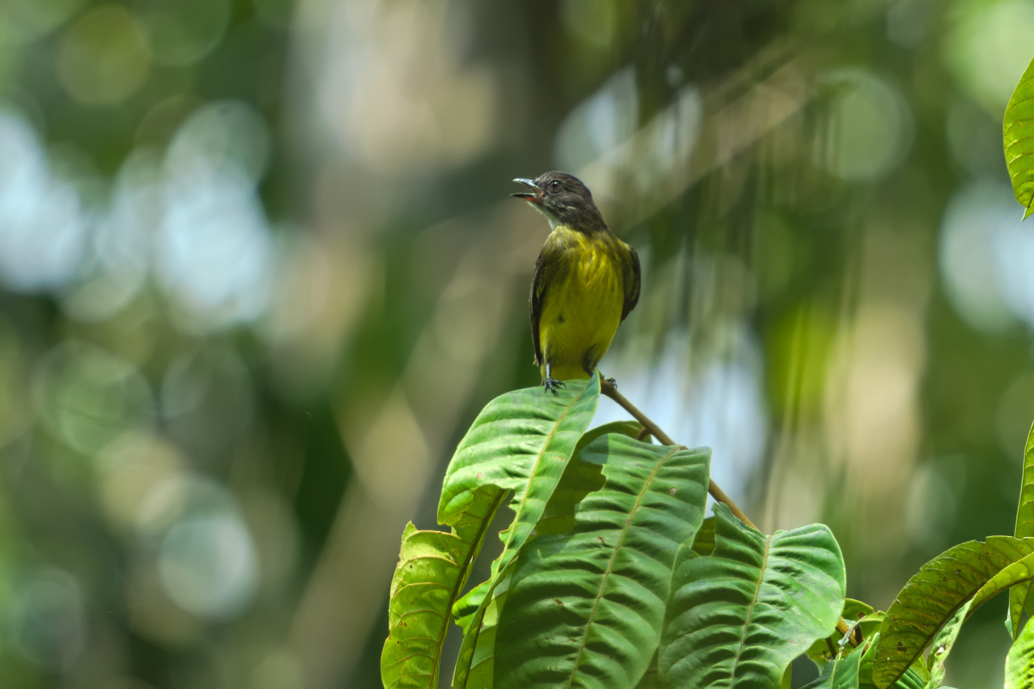 Dusky-chested Flycatcher (Myiozetetes luteiventris), photo 7