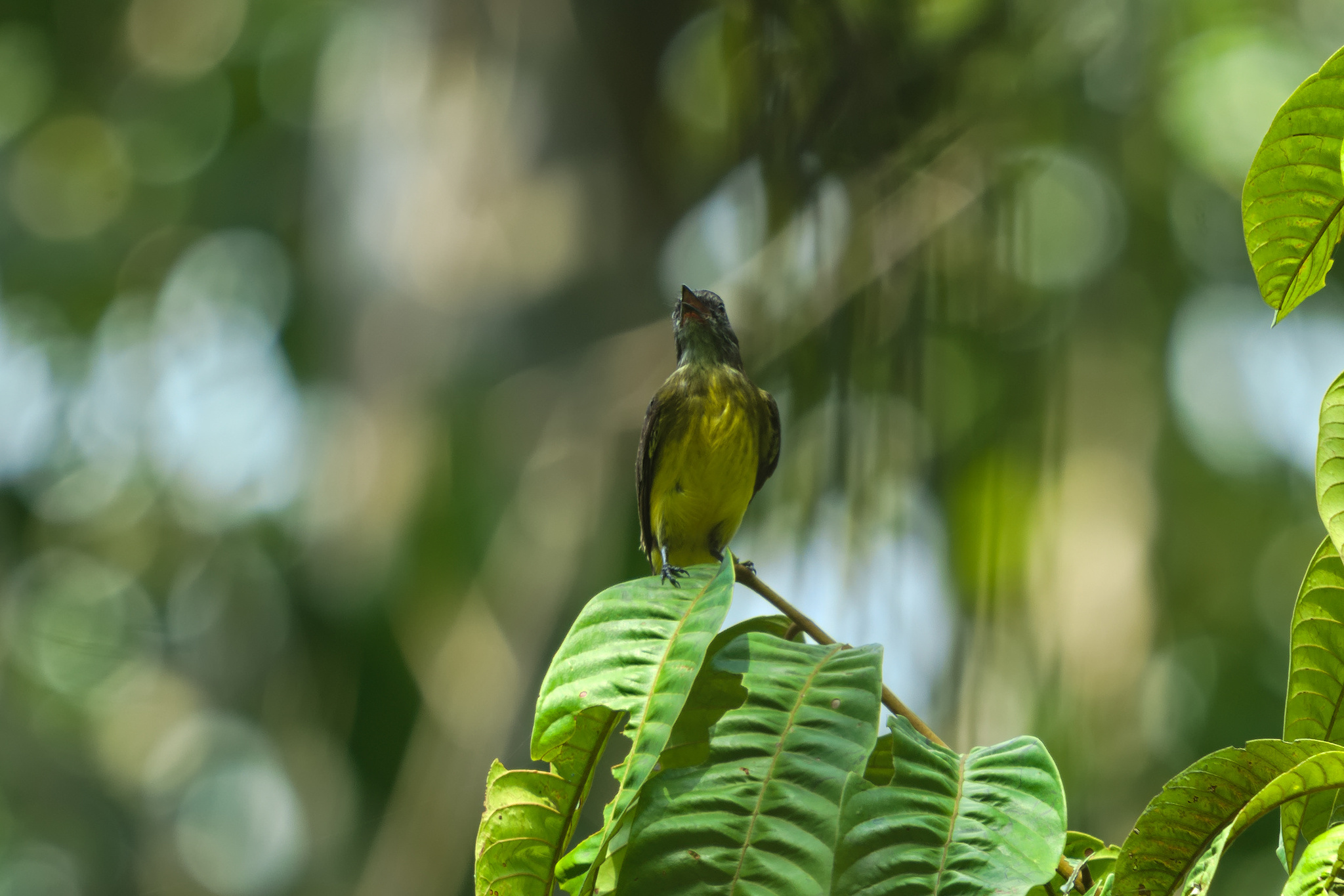 Dusky-chested Flycatcher (Myiozetetes luteiventris), photo 8