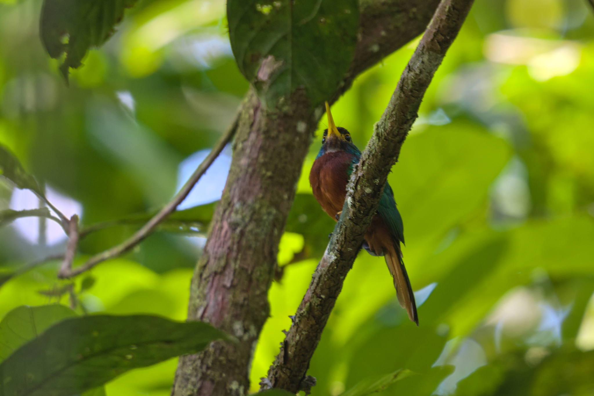 Yellow-billed Jacamar (Galbula albirostris), photo 5