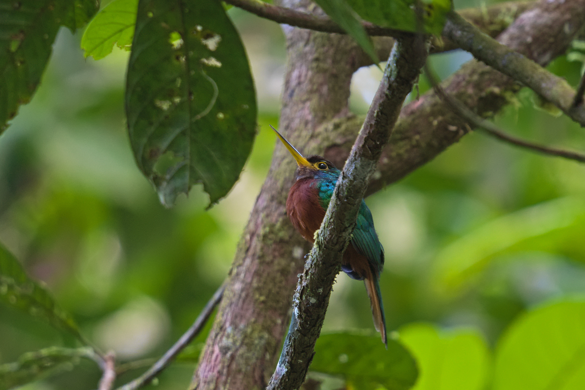 Yellow-billed Jacamar (Galbula albirostris), photo 4