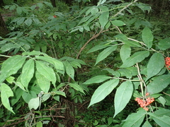 Sambucus racemosa