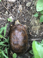 Terrapene nelsoni klauberi