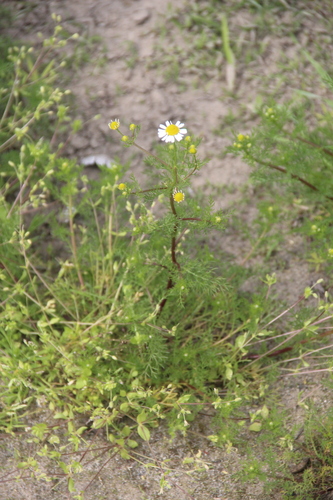 scentless mayweed