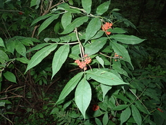 Sambucus racemosa