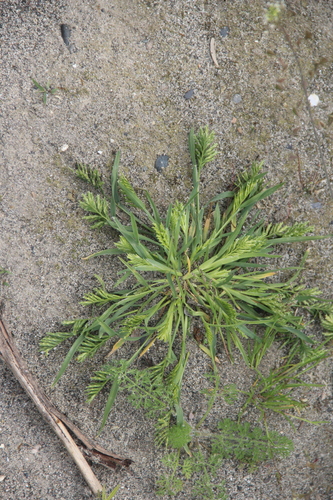 hardgrass