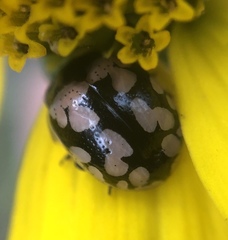 Calligrapha multiguttata