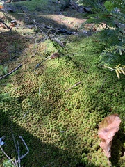 Sphagnum magellanicum