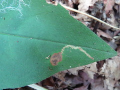 Phytomyza pulmonariae