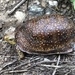 Northern Spotted Box Turtle - Photo (c) gambusino, some rights reserved (CC BY-NC)