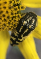 Acmaeodera amplicollis