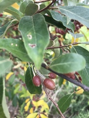 Elaeagnus umbellata