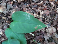 Phytomyza pulmonariae